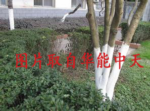 华能中天